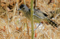 Thamnophilus doliatus